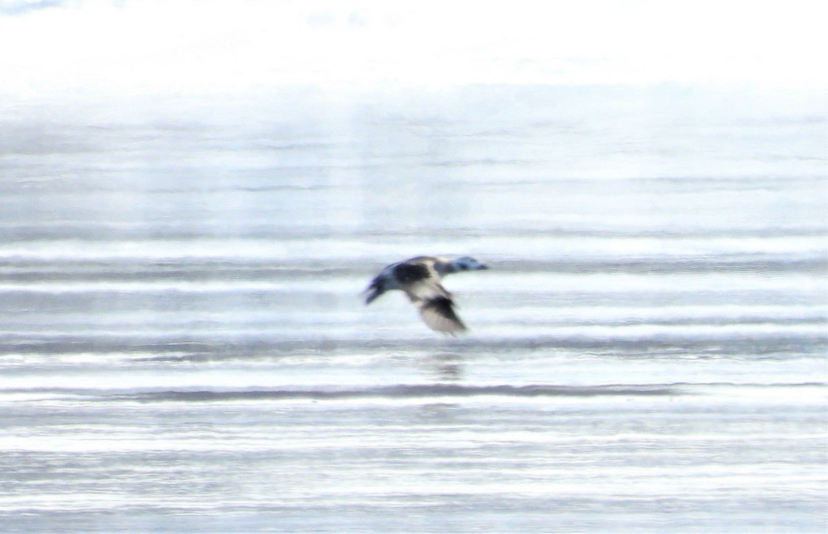 Long-tailed Duck - ML310265311