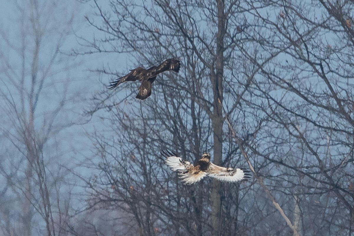 Rough-legged Hawk - Ryan Griffiths