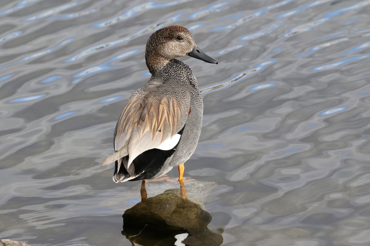 Gadwall - Kathleen Keef