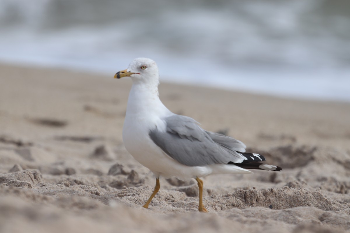 Ring-billed Gull - ML310267211