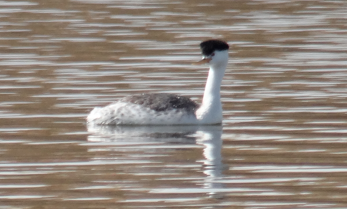 Clark's Grebe - ML31026731