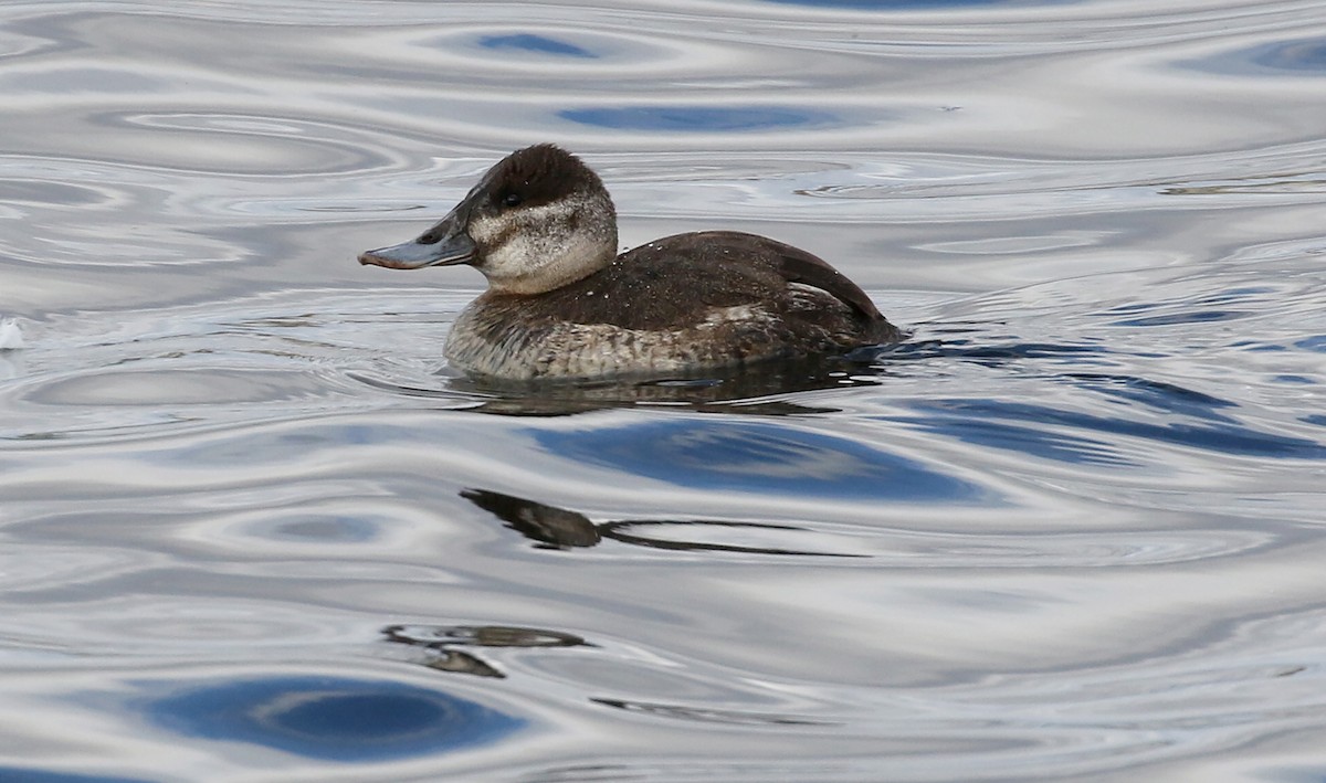 Ruddy Duck - Kathleen Keef