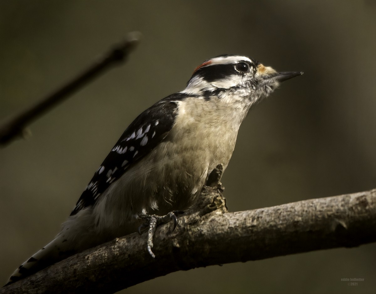 Downy Woodpecker - eddie ledbetter