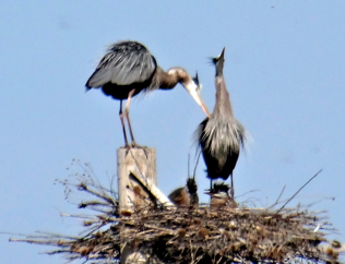 Great Blue Heron - ML31026761