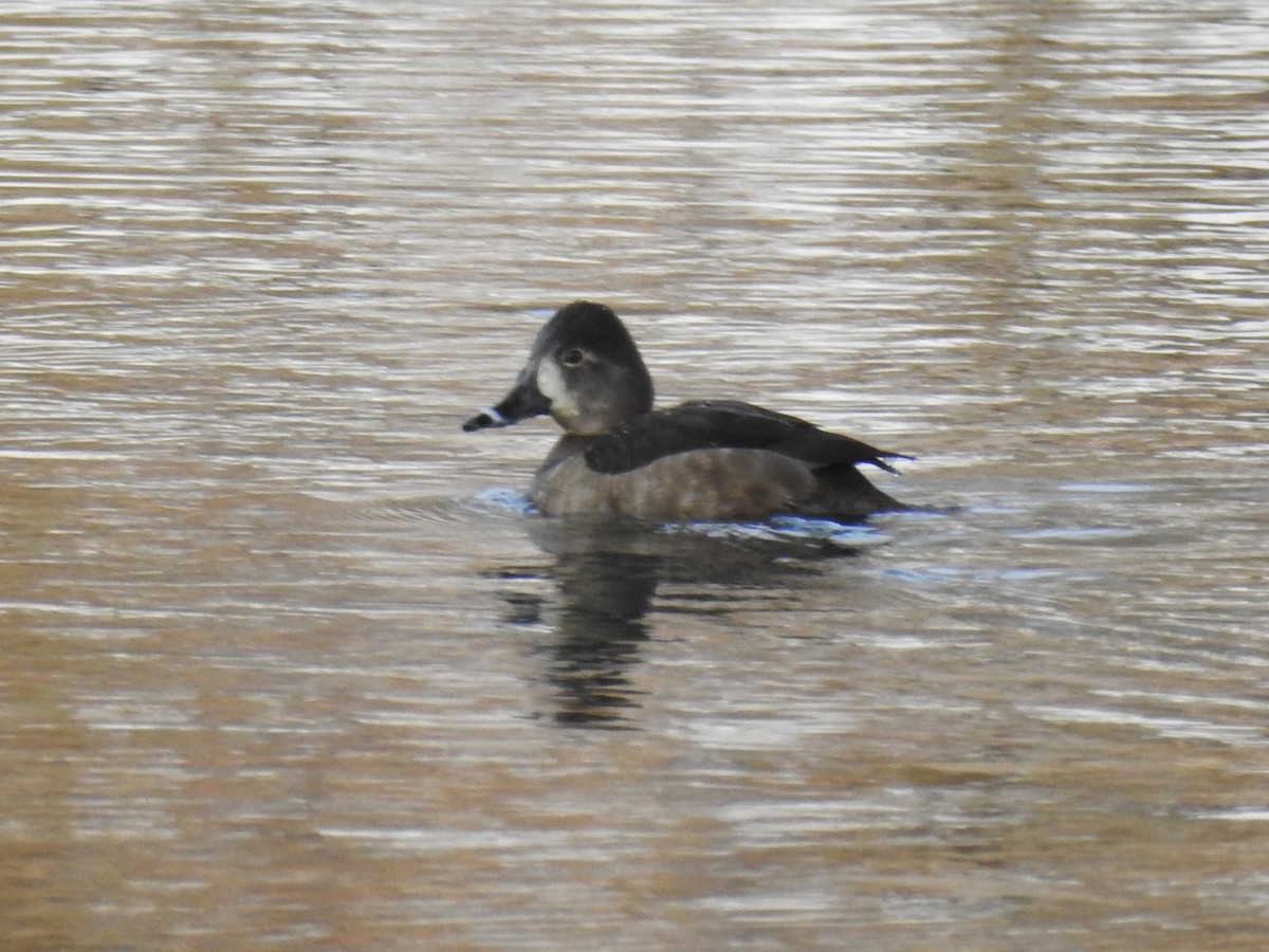 Ring-necked Duck - ML310267891