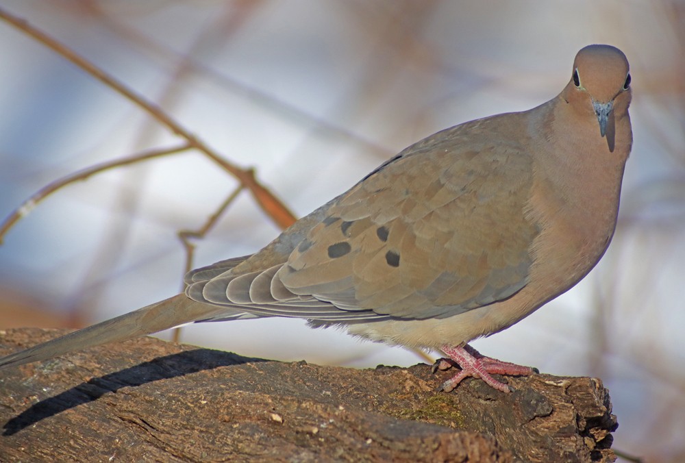 Tourterelle triste - ML310268021