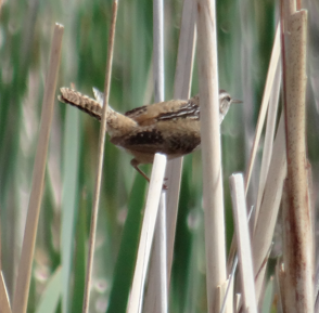 Marsh Wren - ML31026811