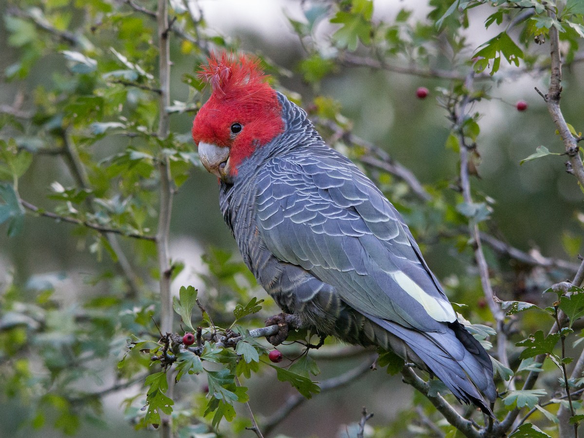 Gang-gang Cockatoo - Callocephalon fimbriatum - Birds of the World