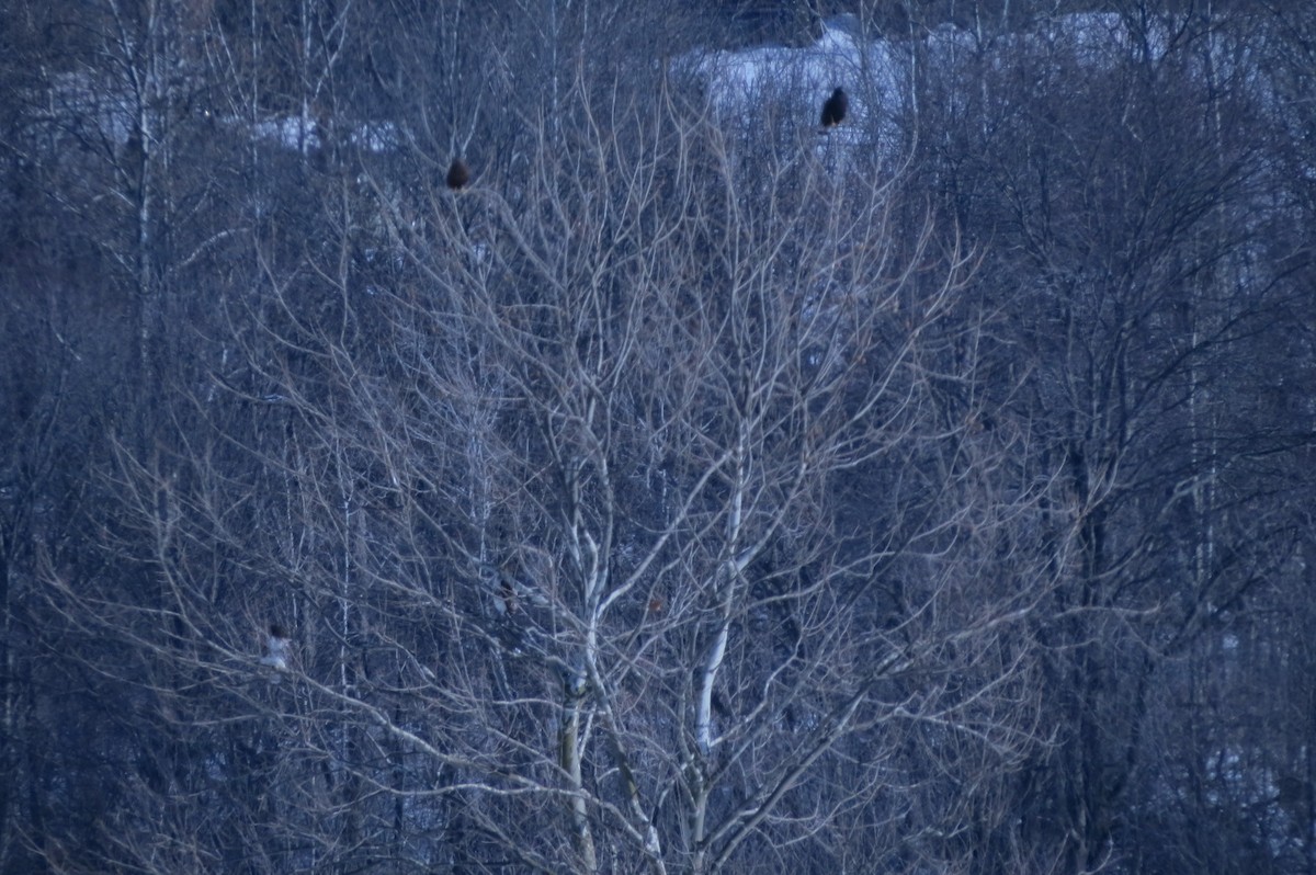 Rough-legged Hawk - J Kleinsasser