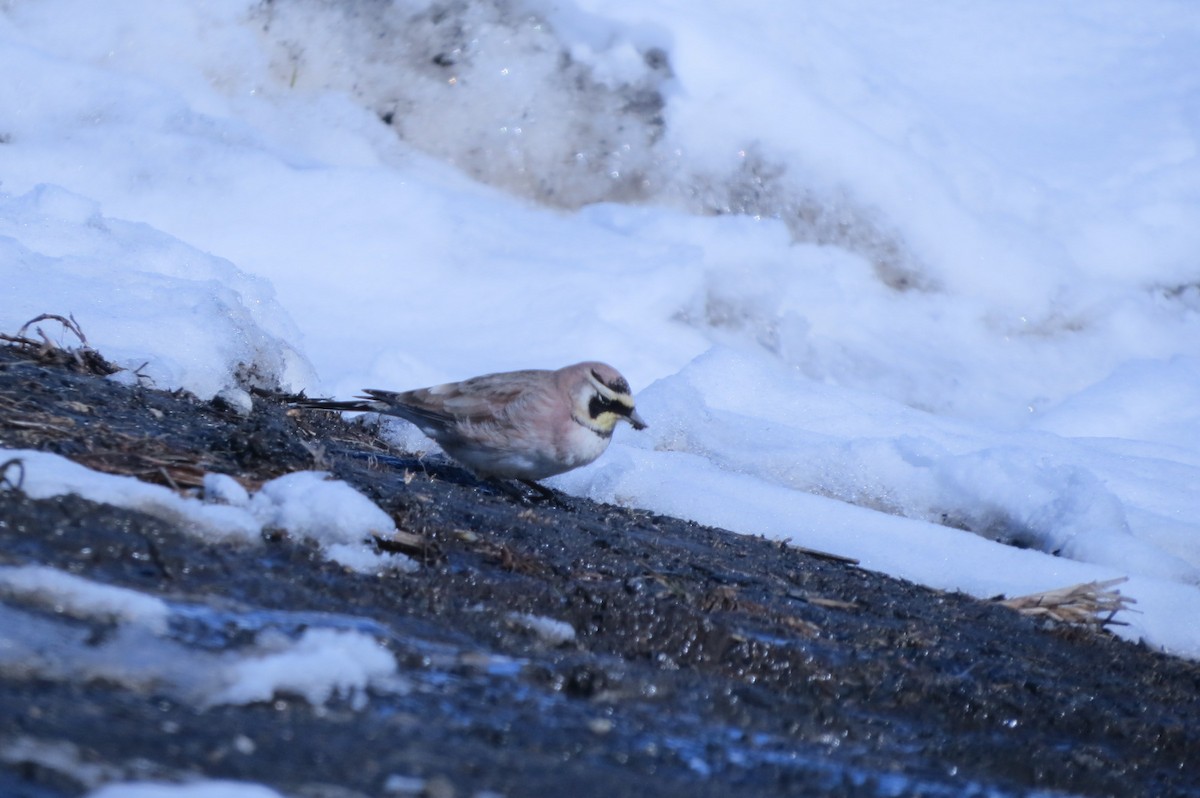 Horned Lark - J Kleinsasser