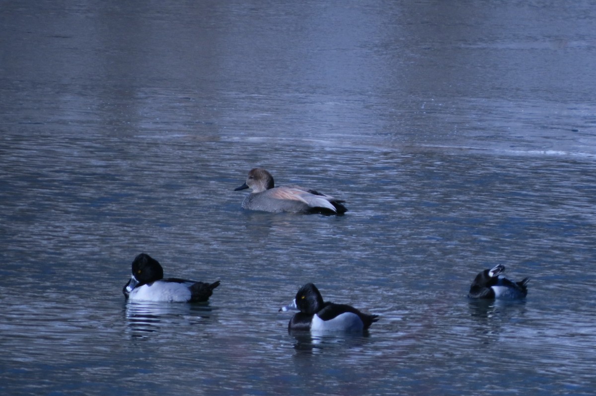 Gadwall - J Kleinsasser