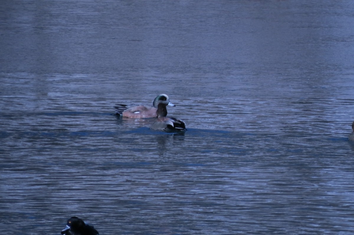 American Wigeon - J Kleinsasser