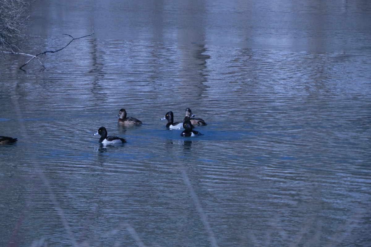 Ring-necked Duck - J Kleinsasser