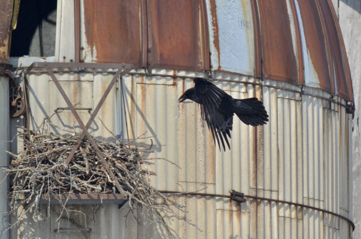 Common Raven - Deane Atherton