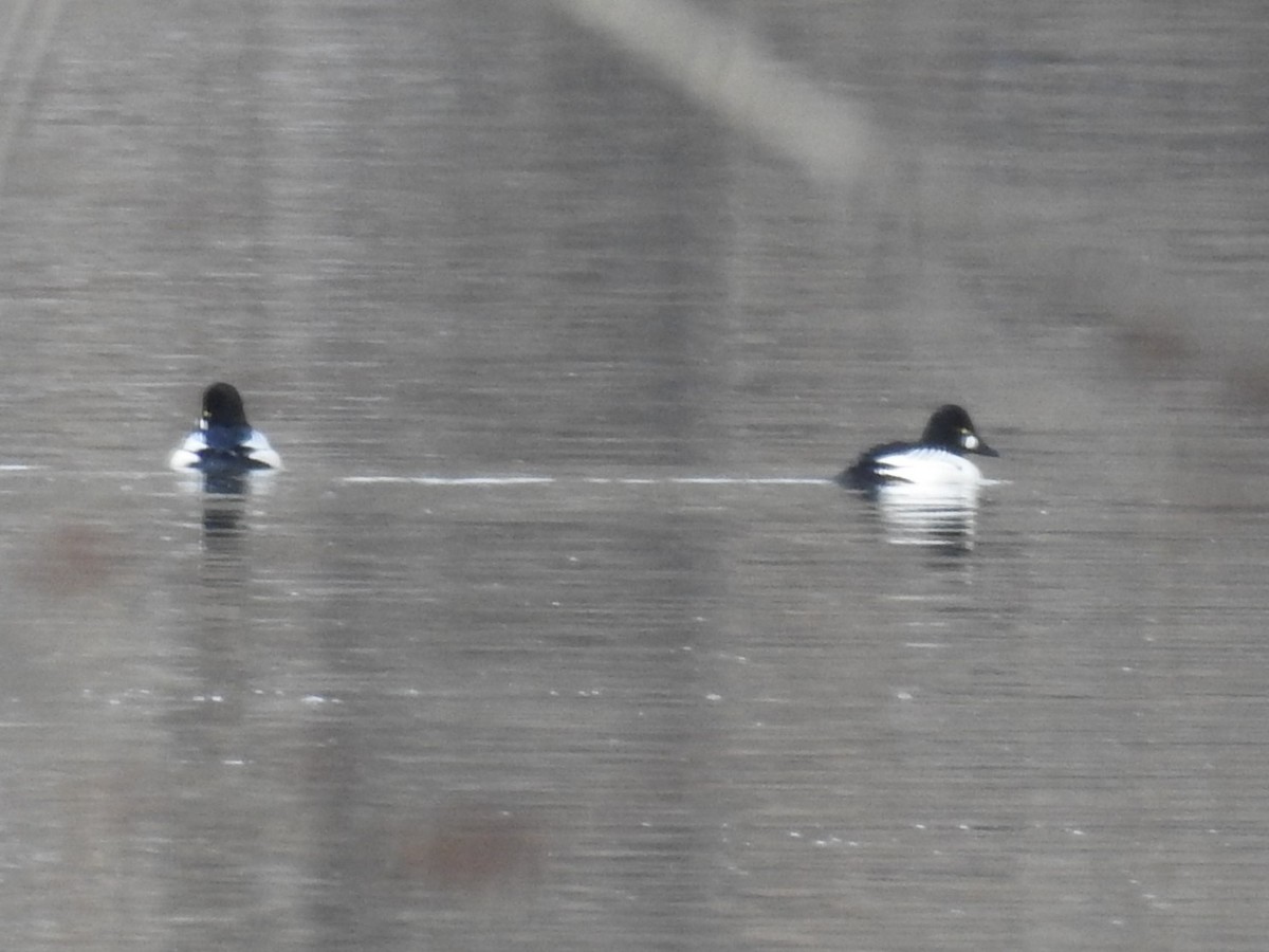 Common Goldeneye - ML310273361