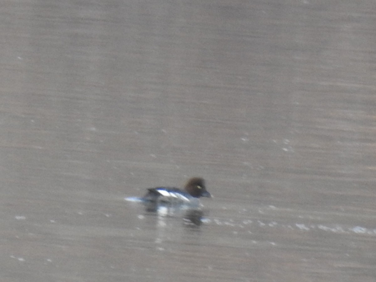 Common Goldeneye - ML310273631