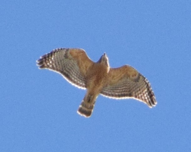 Red-shouldered Hawk - Mike Winck