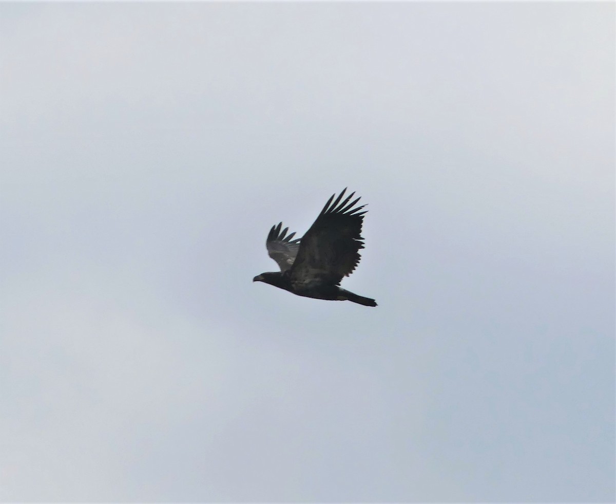 Bald Eagle - ML310273901