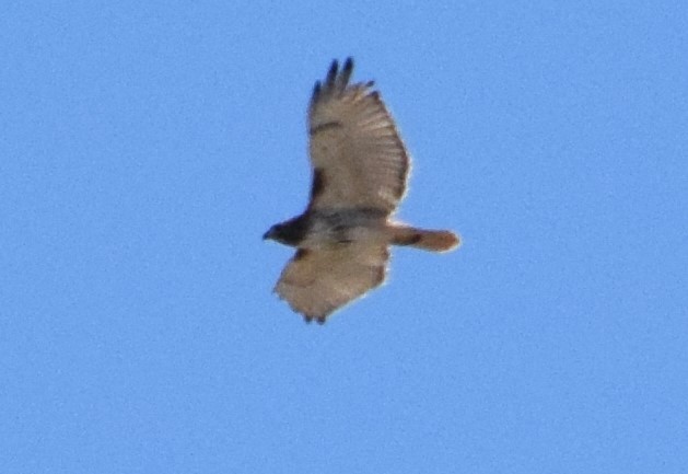 Red-tailed Hawk - Mike Winck