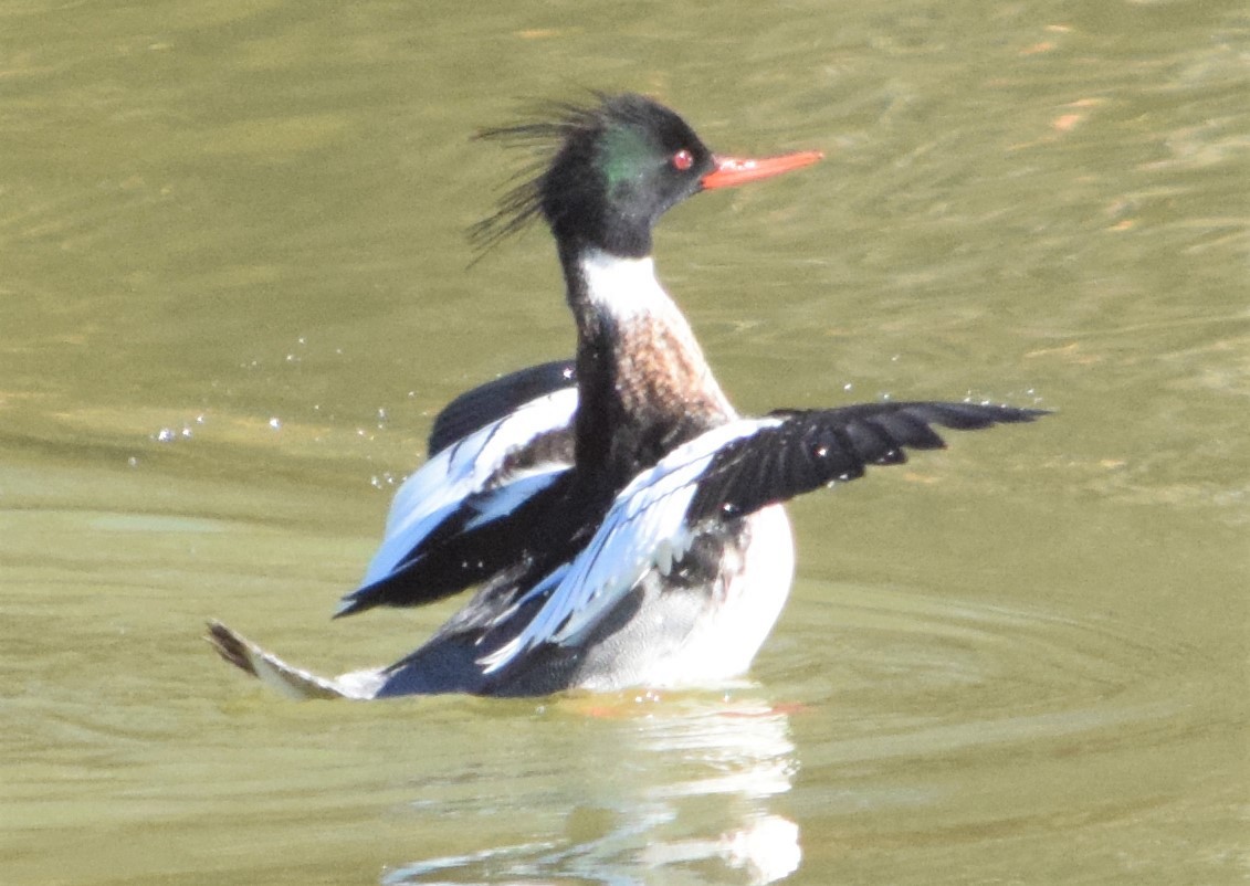 Red-breasted Merganser - ML310274731