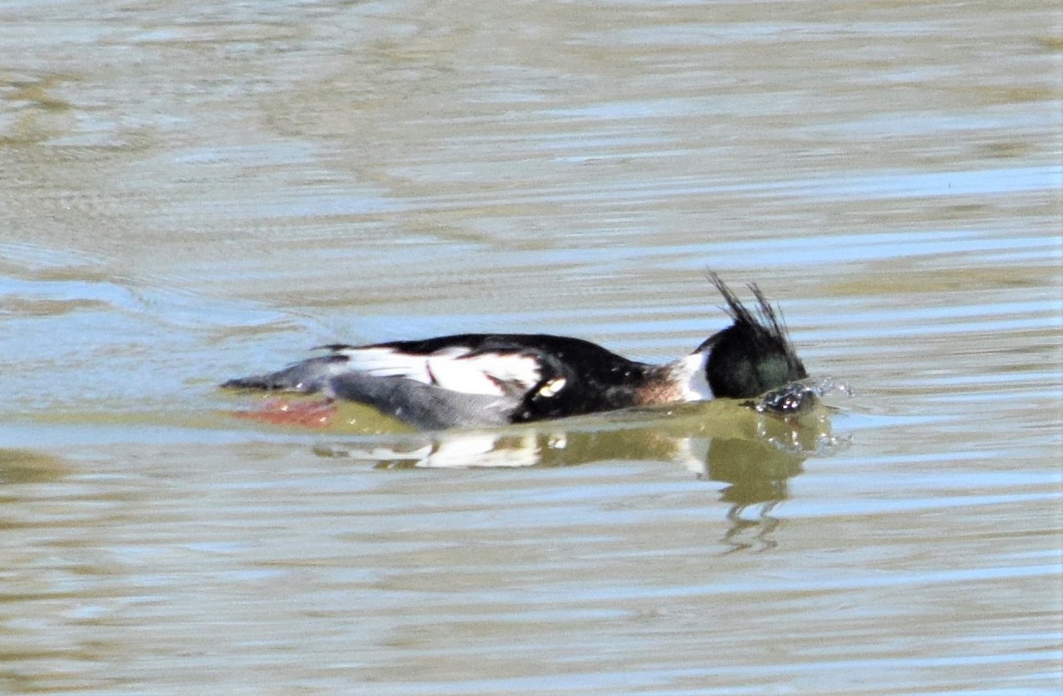 Red-breasted Merganser - Mike Winck