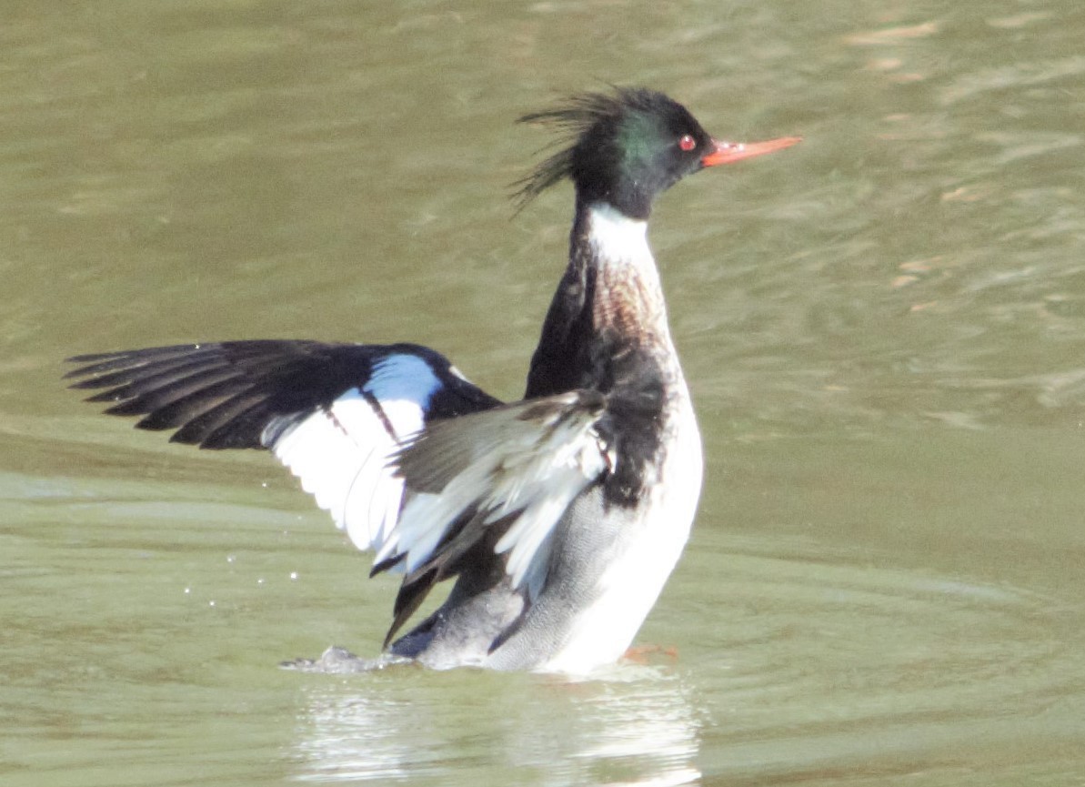 Red-breasted Merganser - ML310274801