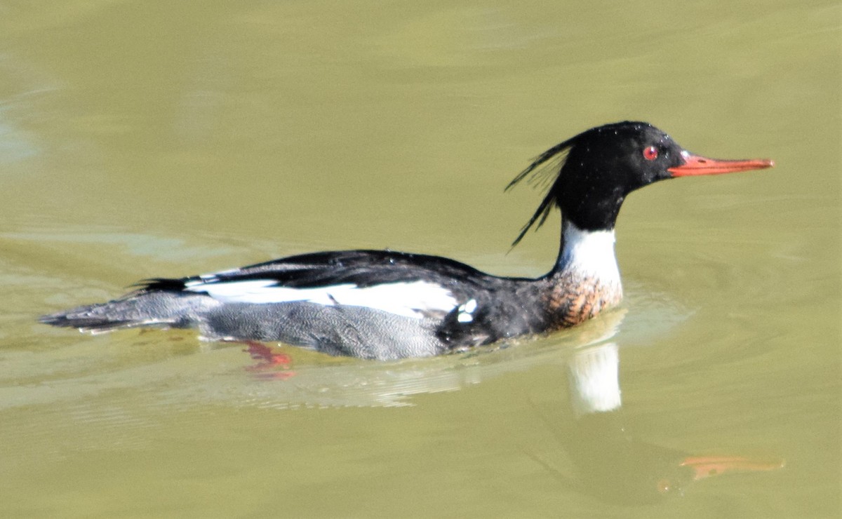 Red-breasted Merganser - Mike Winck