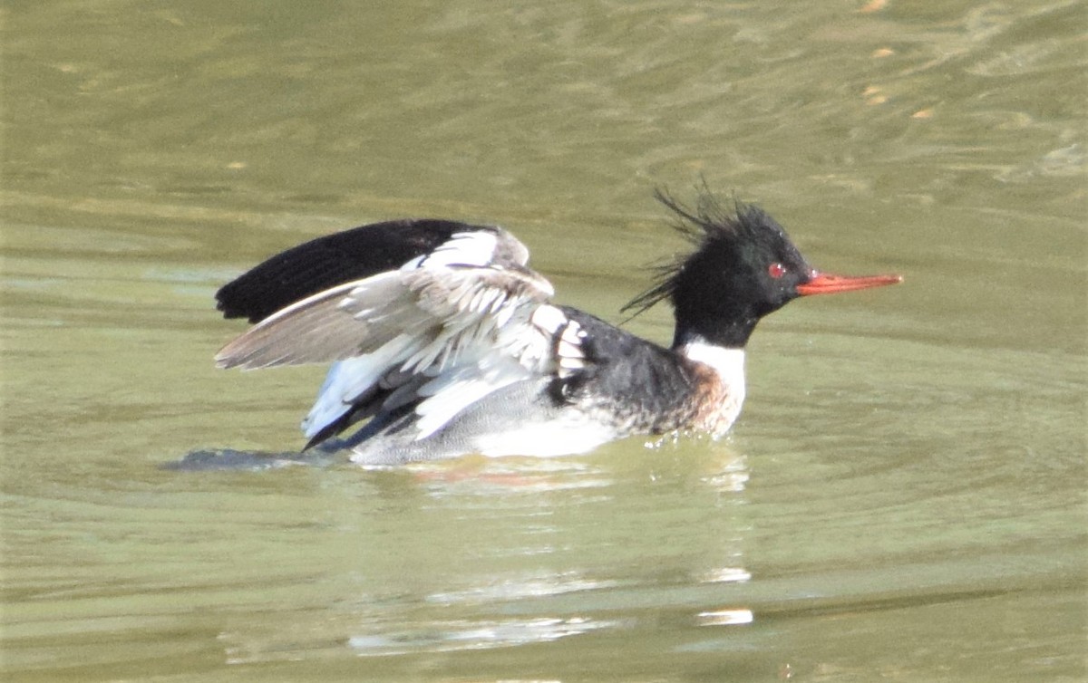 Red-breasted Merganser - ML310274871