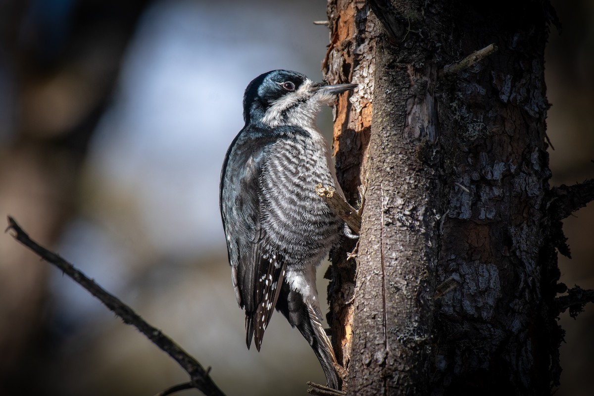 Black-backed Woodpecker - ML310275911