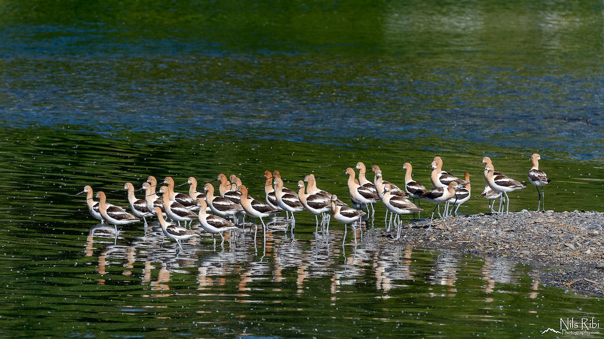 Avoceta Americana - ML31027651