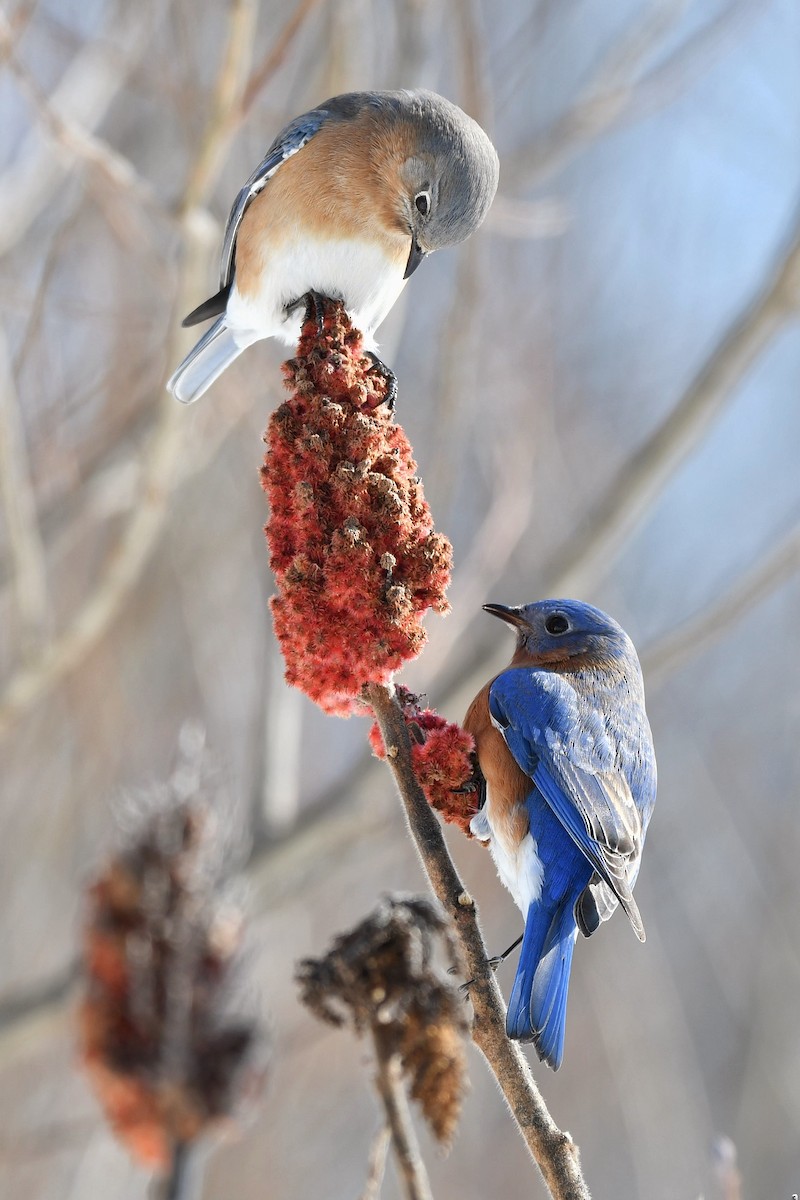 Eastern Bluebird - Bill Massaro