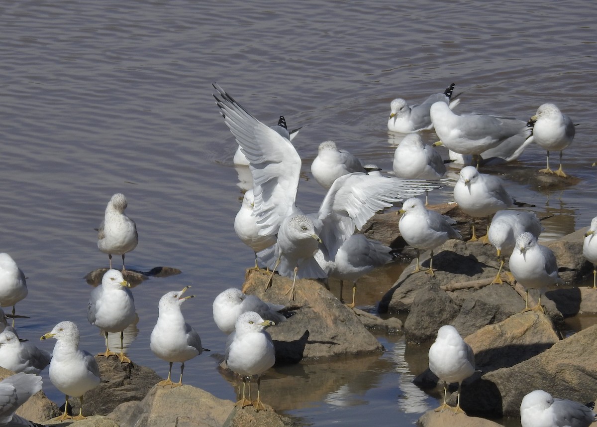 Ring-billed Gull - ML310277531