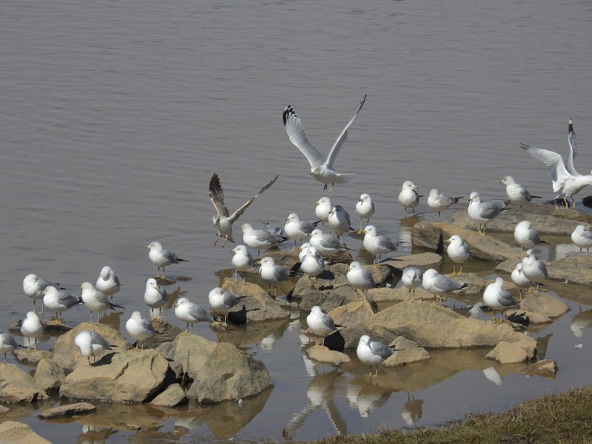 Ring-billed Gull - ML310277721