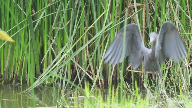 Little Blue Heron - ML310277771