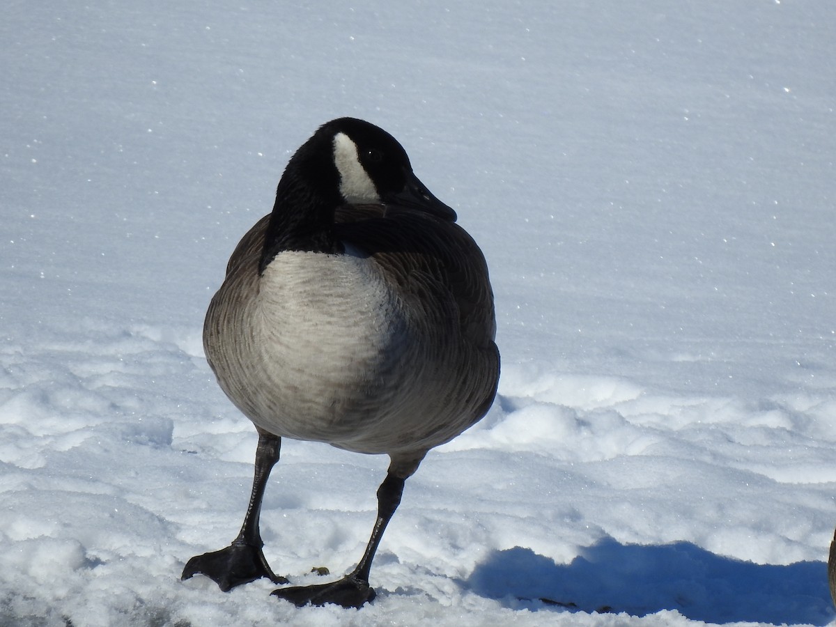 Canada Goose - ML310277961