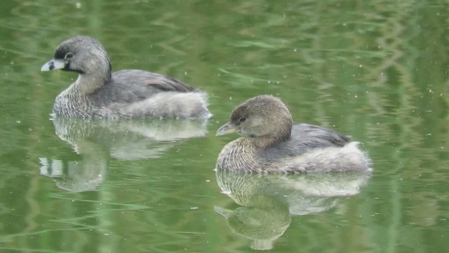 Pied-billed Grebe - ML310278331