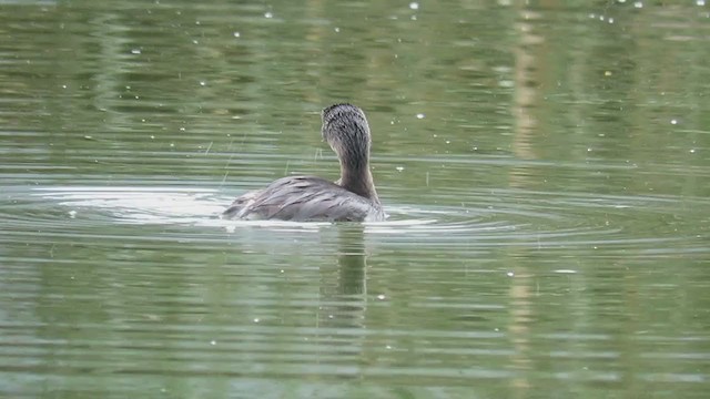 Pied-billed Grebe - ML310278731