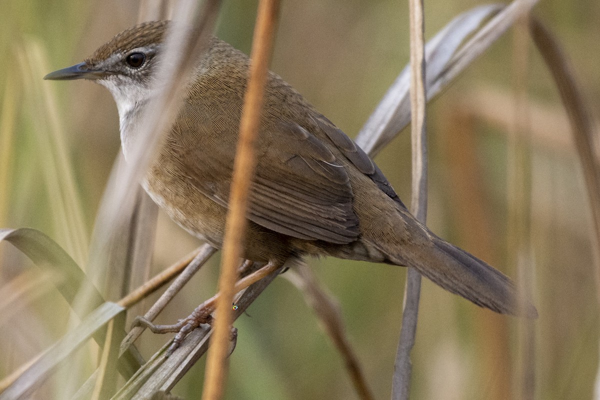 Chinese/Baikal Bush Warbler - ML310279461