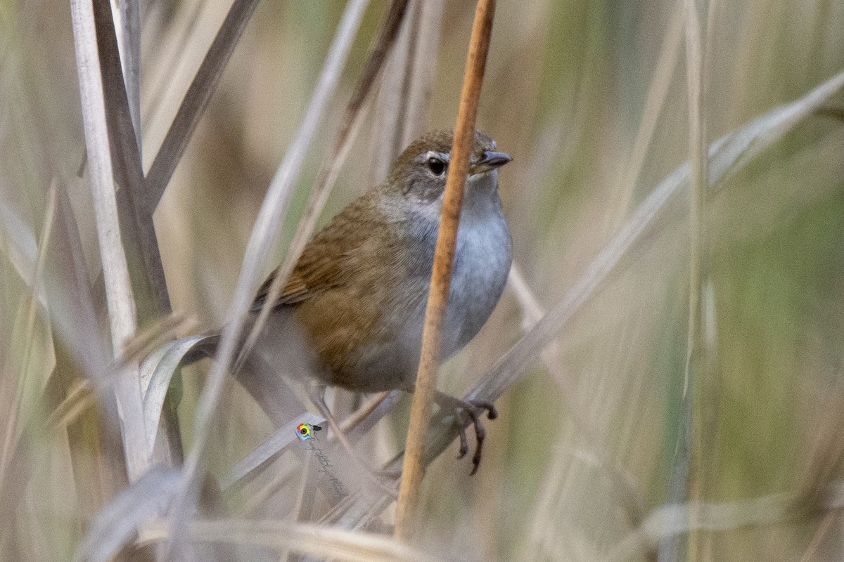 Chinese/Baikal Bush Warbler - ML310279571