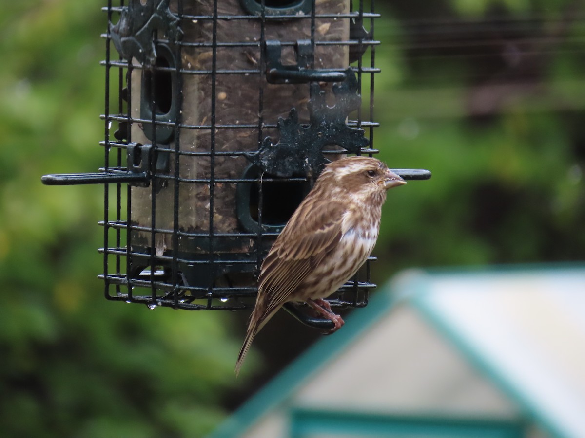 Purple Finch - Linda Duncan