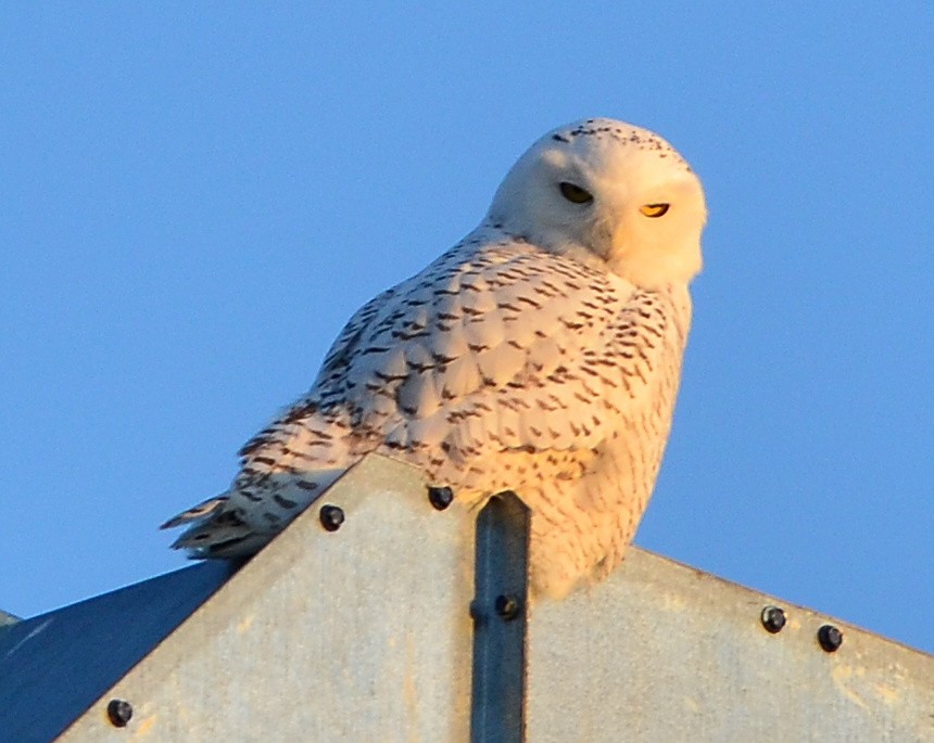 Snowy Owl - ML310281111