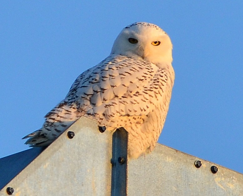 Snowy Owl - ML310281141