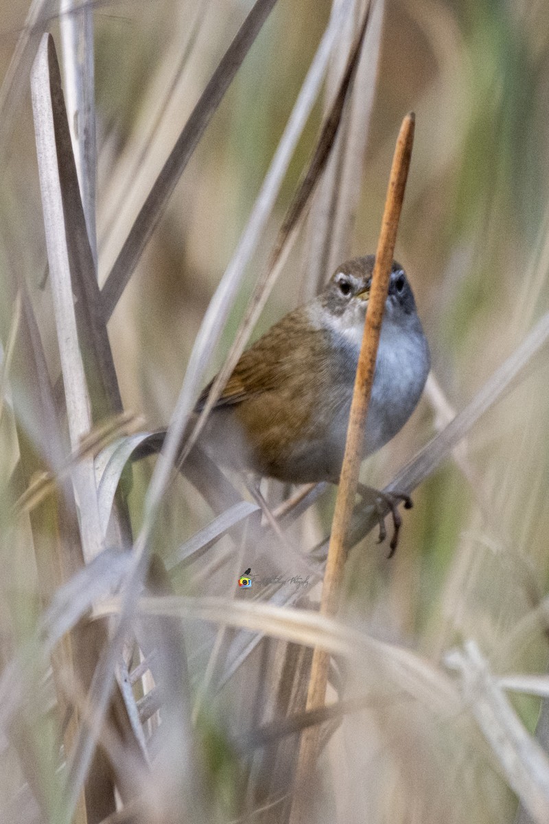 Chinese/Baikal Bush Warbler - ML310281191