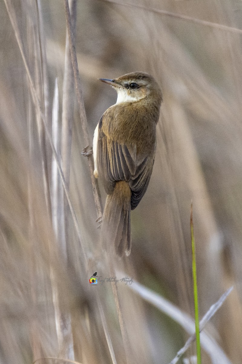 Paddyfield Warbler - Prasenjit Bhattacharjee