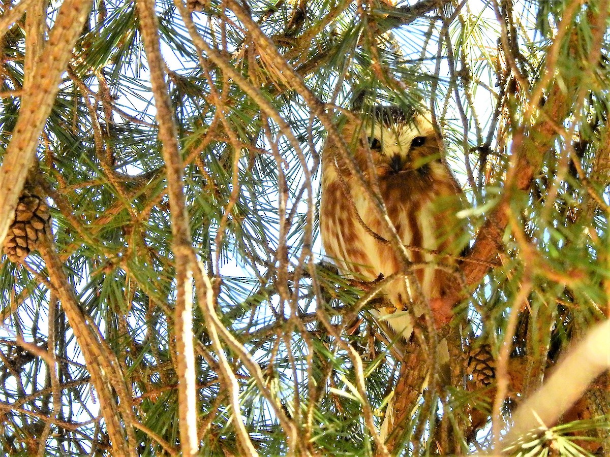 Northern Saw-whet Owl - ML310284871