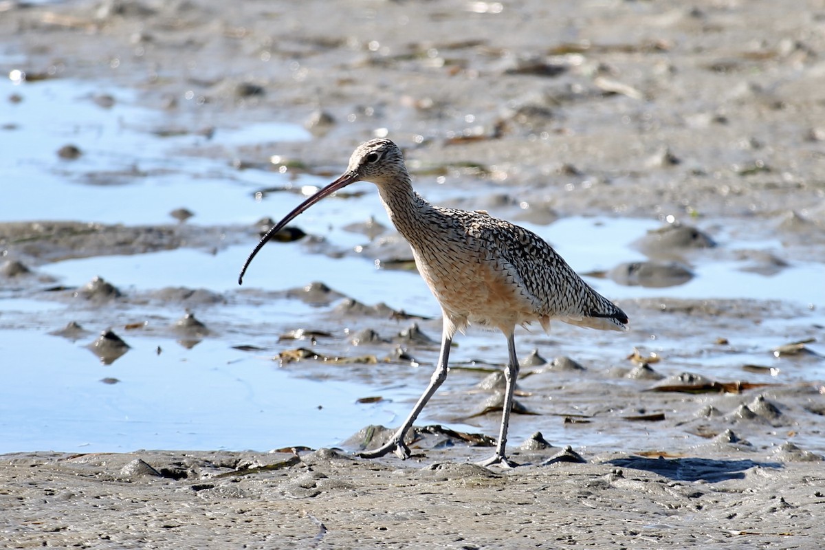 Long-billed Curlew - ML310285301