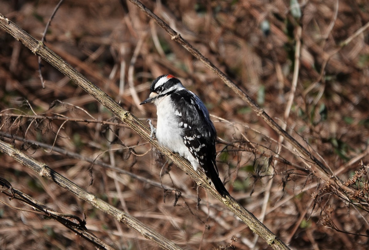 Downy Woodpecker - ML310286671