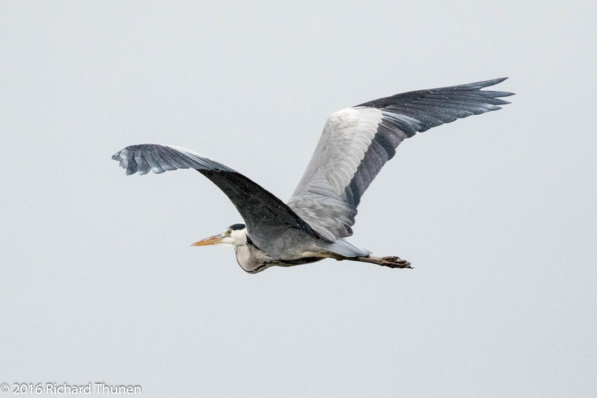 Gray Heron - ML310286861