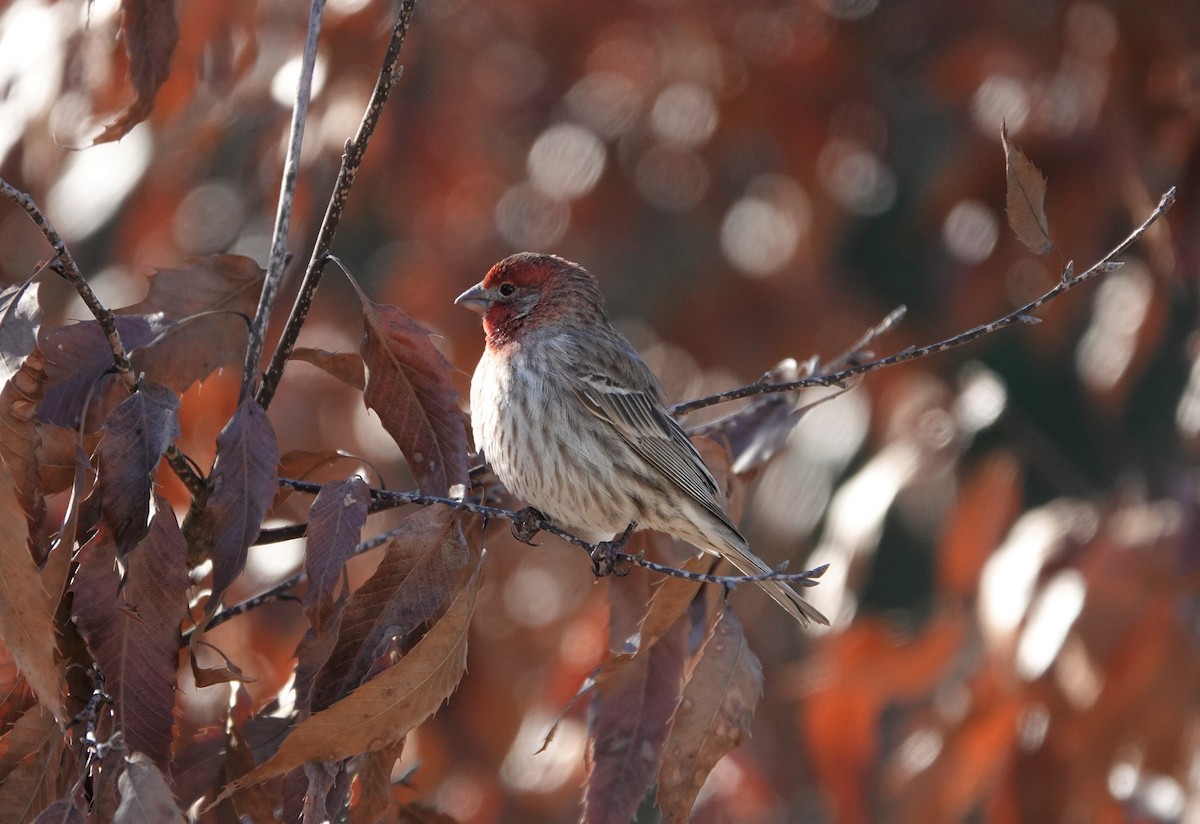 House Finch - ML310286981