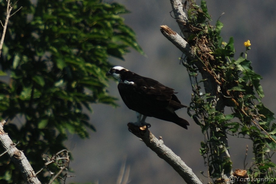 Águila Pescadora - ML310287161